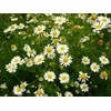 Seeds4planting - Seeds German Chamomile Non GMO Heirloom 2500 Seeds