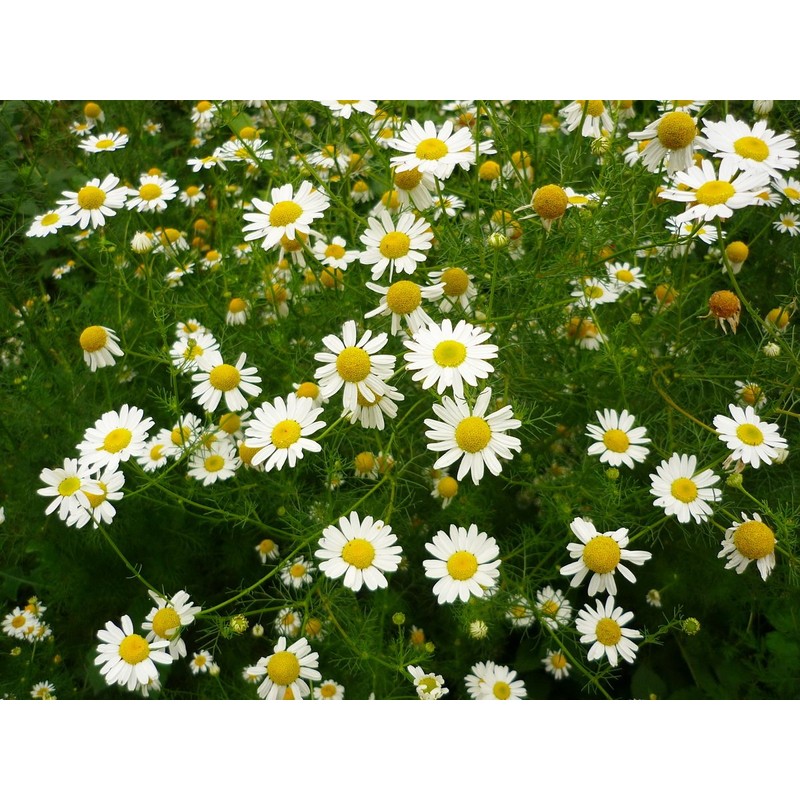 Seeds4planting - Seeds German Chamomile Non GMO Heirloom 2500 Seeds