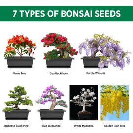 REALPETALED Bonsai Starter Kit – Japanese Bonsai Tree Kit 7 Seeds Pots – Complete Grow Your Own – Plant Lover Gifts Home Gifts for Men and Women