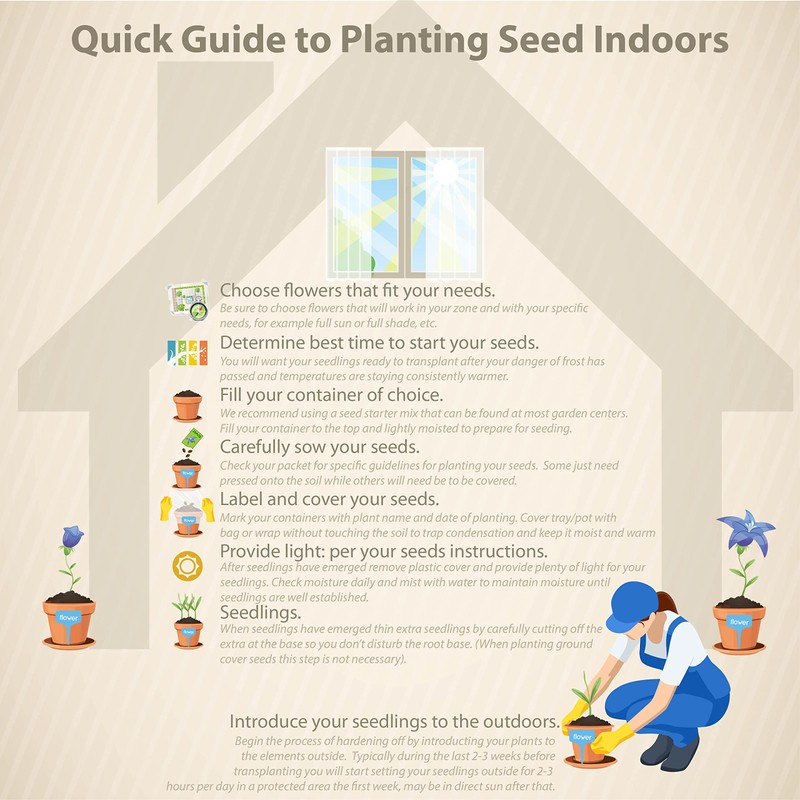 Outsidepride 50 Seeds Annual Ipomoea Nil Morning Glory Chocolate Climbing