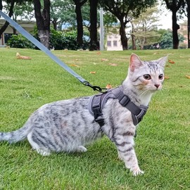 pangdi Cat Harness and Leash Set Escape Proof Tactical Small Kitten Harness Emotional Support Cat Vest, Grey, S