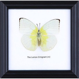 The Lemon Emigrant Butterfly | Framed Beautiful Butterfly Wall Decor | Unique Taxidermy Collectables | 12 x 12 cm