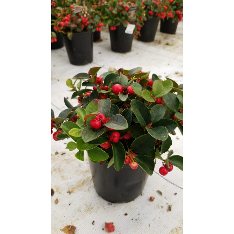 Gaultheria procumbens (Wintergreen) Evergreen, white flowers with red fruit, #1