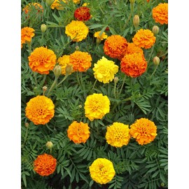 Marigold French Petite Mix Nice Garden Flower by Seed Kingdom 300 Seeds