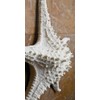 Abbott Collection 20-SEASHORE/25 Large White 3D Starfish Decorative Resin Figurine