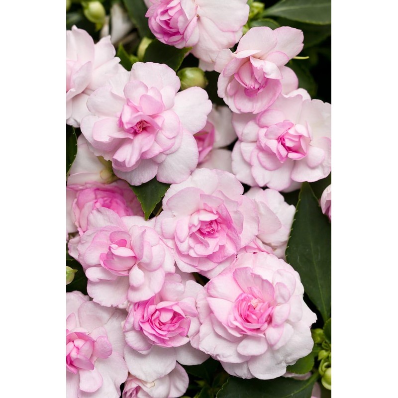 Mixed Impatiens Balsamina Balsam Seeds Camelia Impatiens Seeds Double Flower
