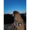 Shorven Arnés de algodón ajustable para perros, sin tirones, arnés