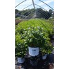 Proven Winners - Cephalanthus occidentalis Sugar Shack (Buttonbush) Shrub, white