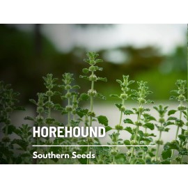 Fresh Horehound (Marrubium Vulgare) - Non-GMO - Medicinal - 100+ seeds