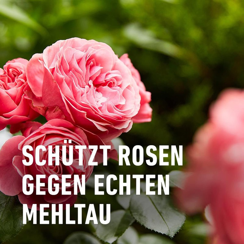 COMPO Duaxo Rose Mushroom