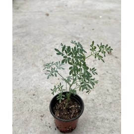 Rue Ruta Common Rue Plant 7” With Pot Ruta graveolens Herb of Grace Ready To Plant