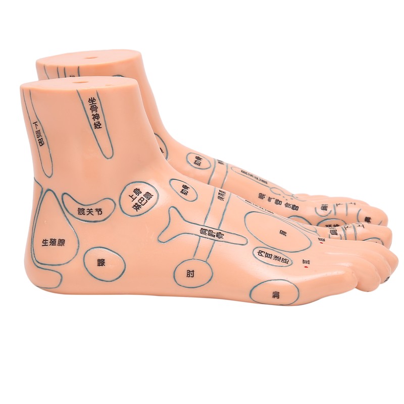 2pcs 19cm / 7.5in Feet Acupoint Model Acupuncture Teaching Aids