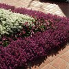 Outsidepride Alyssum Deep Purple - 1000 Seeds