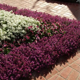 Outsidepride Alyssum Deep Purple - 1000 Seeds