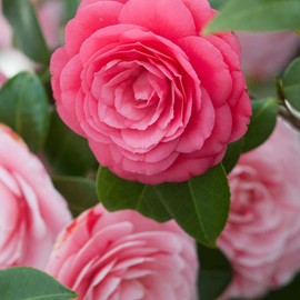 50PCS Camellia Flower Seeds for Planting High Germination Rate Perennial Non-GMO Attracts Butterflies Attracts Pollinators Home Garden Bonsai by YEGAOL Garden