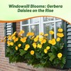 Outsidepride Golden Yellow Gerbera Seeds - 20 Pcs Perennial, Compact