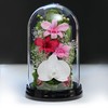 Art Four Seasons Phalaenopsis Denfare Dome Pink Preserved Flowers