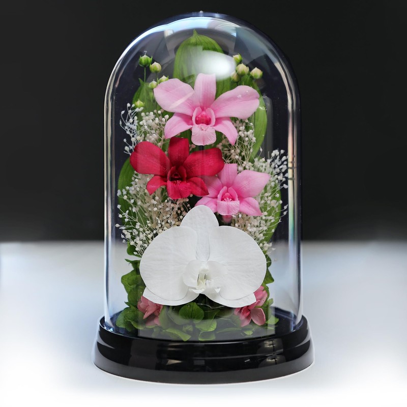 Art Four Seasons Phalaenopsis Denfare Dome Pink Preserved Flowers