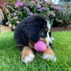 BecoThings Hundespielzeug Ball, L, rosa