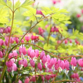 Dicentra Spectabilis Seeds for Planting - 100 Bleeding Heart Seeds Shade Flower Garden Home Outdoor Indoor