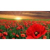 Corn Poppy 100 Seeds Brilliant RED Flower, Beautiful RED Blooms