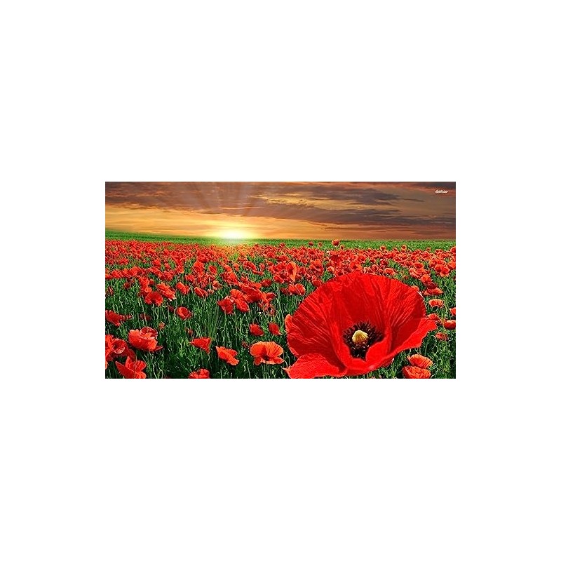 Corn Poppy 100 Seeds Brilliant RED Flower, Beautiful RED Blooms