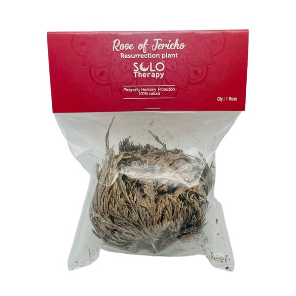 Rose of Jericho Flower The Resurrection Plant | Pack of 1 Dried Rose | Sacred Rose, Doradilla Plant | 3" - 4" Each (1)