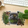 SUPVOX Plastic Betta Tank Small Desktop Aquarium Fish Tank Aquarium