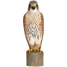 WILDLIFEGARDEN WG4470 DecoBird Kestrel - Hand Carved Decorative Wooden Bird - Large European Birds