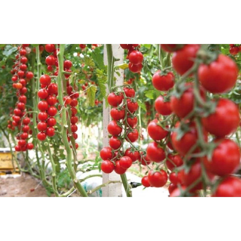 SeedsUP - 50+ Seeds Vine Tomato - Vegetable Red