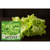 1 Variety Vegetable Seed, 3g Buttercrunch Lettuce Seeds for Planting