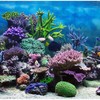 PVC Adhesive Underwater Coral Aquarium Fish Tank Background Poster Backdrop