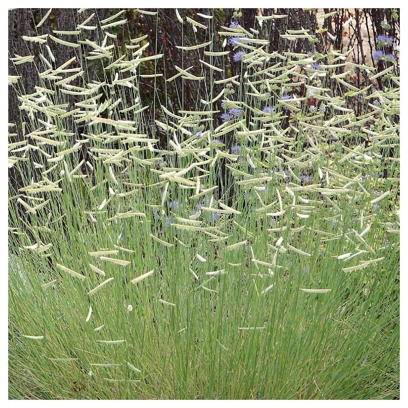 Everwilde Farms - 1/4 Lb Blue Grama Native Grass Seeds