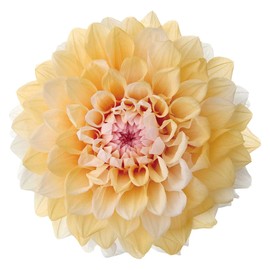 大地農園 プリザーブドフラワー ダリア・グレイス[グラデーション] 約花径:7～10cm 2輪入 DO004685-391