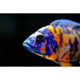 Aquaticblendedfoods Mini Brine Shrimp & Krill Bit Mix with Spirulina,Krill and Brine Shrimp Tropical Fish Food,Discus,Angel Fish,Cichlids,ABF362 (8oz)