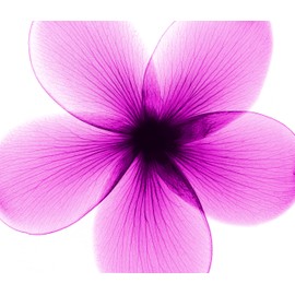 L'Oreal Paris EverPure Cleansing Balm, 16.9 fl; oz.