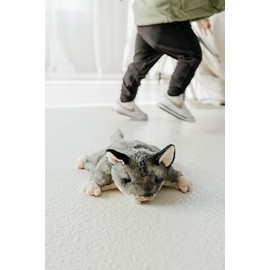 The Petting Zoo Sugar Glider Stuffed Animal Plushie, Gifts for Kids, Wild Onez Wildlife Animals, Sugar Glider Plush Toy 9 inches