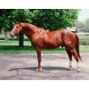 SECRETARIAT 8 X 10 ~ Lot of 2 Photos TRIPLE