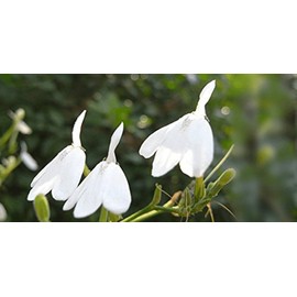 Try White Crane Reishi Tea Pack 0.1 oz (3 g) x 3 Packets (Naturally Cultivated with No Pesticides Made in Taiwan)