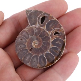 Specimen Ammonite Shell Fossil Madagascar, Ammonite Specimen , 2Pcs Long Historical Precipitation Specimen Shell for School Teaching Supplies Teaching Specimens(Diameter 4cm)