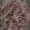 Mikazuki Japanese Maple Tree - Live Plant - (2.5 QT)