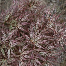 Mikazuki Japanese Maple Tree - Live Plant - (2.5 QT)