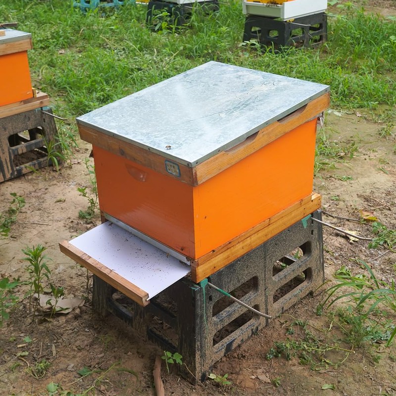 Beehive Screened Bottom Board Dipped in 100% Beeswax,Langstroth 10 Frame