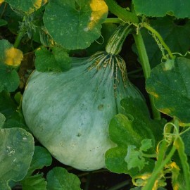 Southeast Seeds Sweet Meat Winter Squash Seeds, NON-GMO, Pumpkin Pie, FREE SHIPPING - 20 Seeds or 1/4 OZ