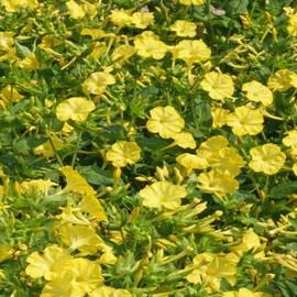 50 Yellow Four O’Clock Flower Seeds Mirabilis Jalapa