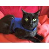 Mynwood Cat Jacket/Harness Blue Adult Cat