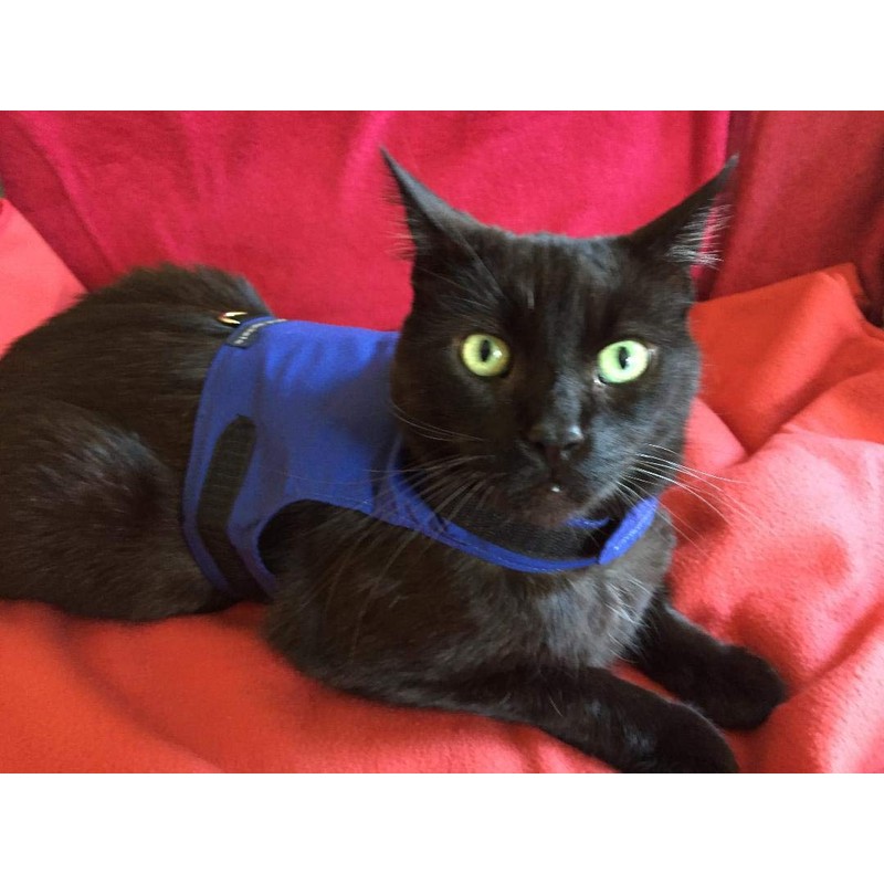 Mynwood Cat Jacket/Harness Blue Adult Cat