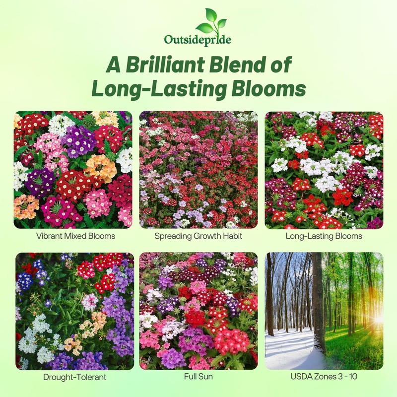 Outsidepride Mix Verbena Seeds for Planting - 1000 Pcs. Annual,