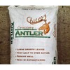 Antler Chicory Wildflower Seeds (Cichorium intybus), 4 Oz, Over 100,000