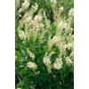 Clethra aln. 'Hummingbird' (Summersweet) Shrub, white flowers, #3 - Size